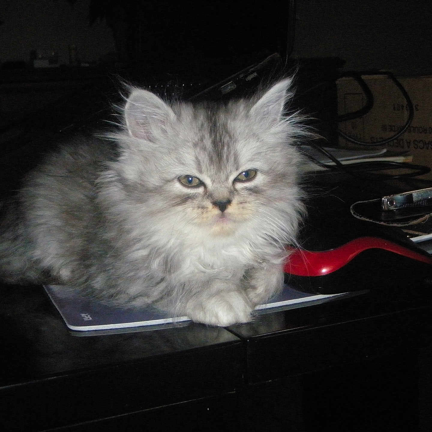 Weloow a rejoint le concours — aidez-le/la à gagner de superbes lots ! animal, cat, closeup, clutter, cute, desk, ears, feline, fluffy, fur, gray, indoor, kitten, notebook, office_supplies, paws, pet, resting, tabby, whiskers