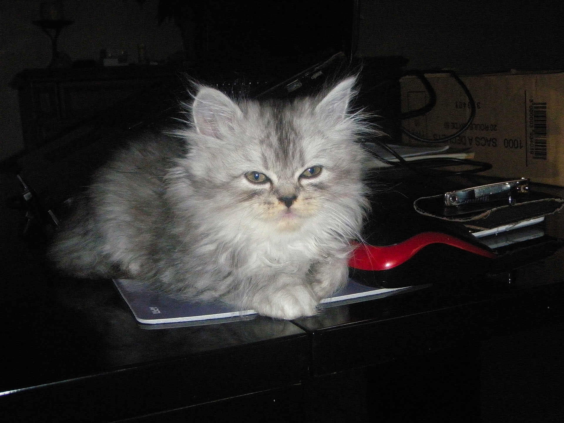 Weloow a rejoint le concours — aidez-le/la à gagner de superbes lots ! cat, kitten, fluffy, gray, indoor, desk, office_supplies, notebook, clutter, feline, pet, animal, cute, resting, tabby, whiskers, ears, fur, paws, closeup