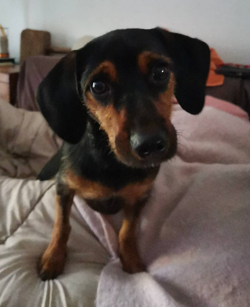 Belle participe au concours pour gagner de l'argent avec cette photo : carnivore, comfort, companion_dog, dog, dog_breed, fawn, fur, guard_dog, paw, snout, sporting_group, terrestrial_animal, toy_dog, whiskers, working_animal, working_dog