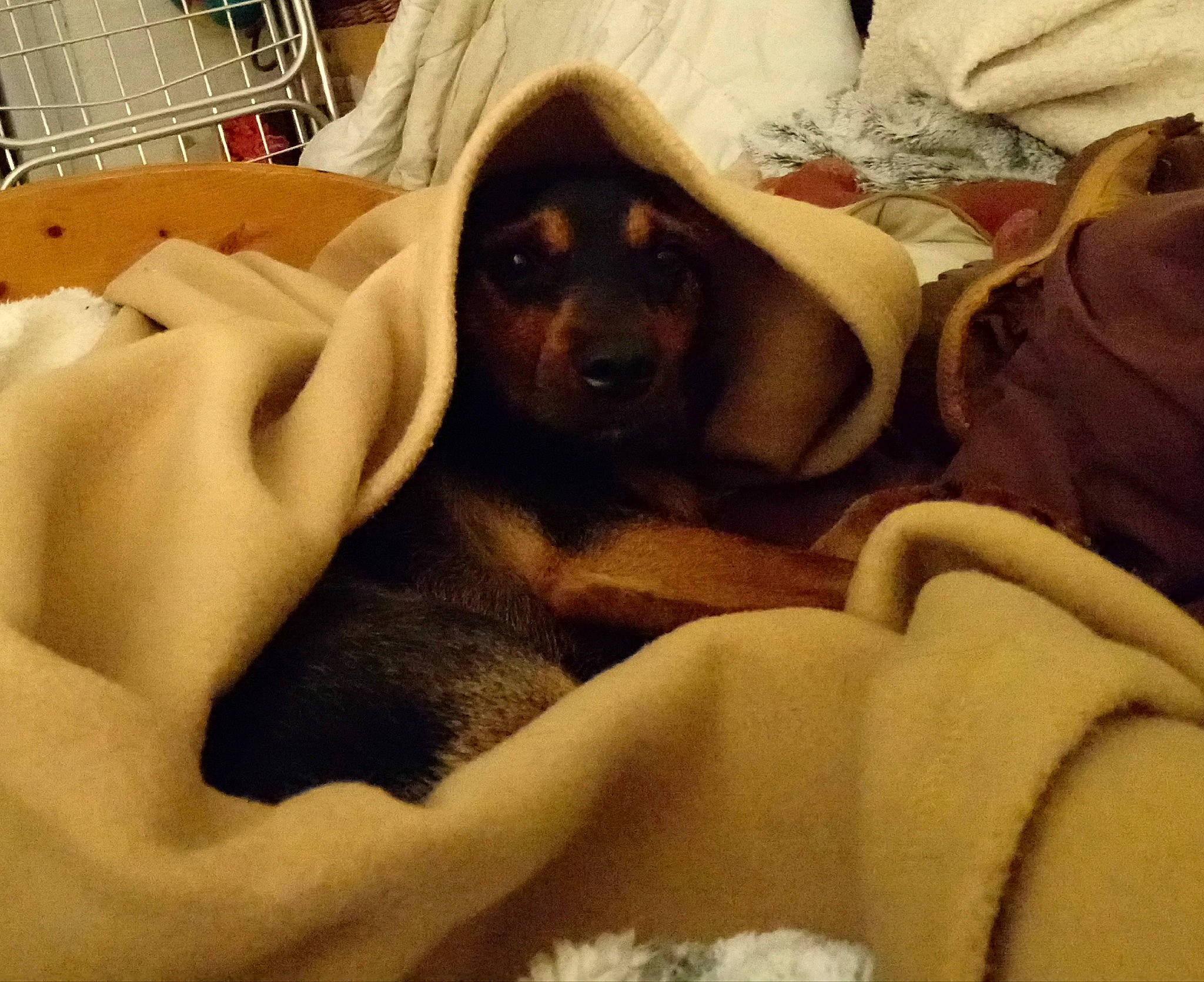 Belle a rejoint le concours — aidez-le/la à gagner de superbes lots ! bed, bedding, canidae, carnivore, cloud, comfort, companion_dog, dog, dog_breed, fawn, fur, guard_dog, linens, liver, paw, room, snout, sporting_group, toy_dog, working_animal