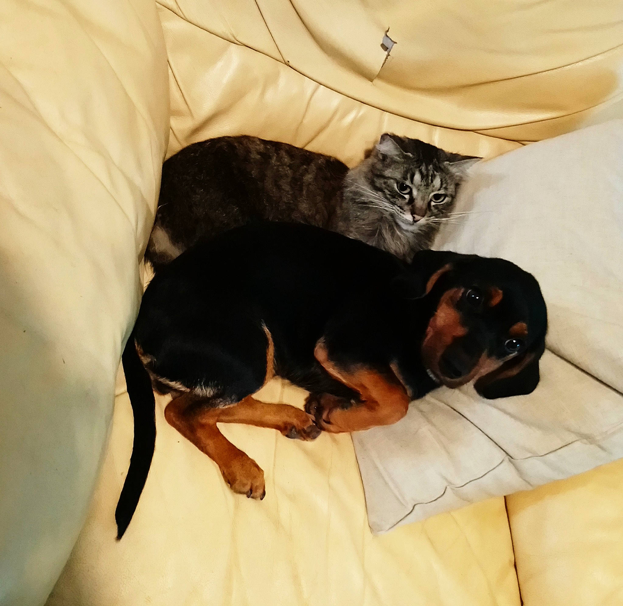 Belle participe au concours pour gagner de l'argent avec cette photo : canidae, carnivore, cat, comfort, companion_dog, dog, dog_breed, fur, guard_dog, paw, pinscher, rottweiler, sleeve, sporting_group, toy_dog, working_animal, working_dog