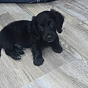 Hank joined the competition — help win amazing prizes! puppy, dog, black_dog, pet, animal, floor, wood_floor, cute, young_dog, indoor, looking_up, fur, small, lying_down, adorable, canine, domestic_animal, eyes, paws, companion