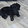 Hank joined the competition — help win amazing prizes! puppy, dog, black_dog, pet, animal, floor, wood_floor, cute, young_dog, indoor, looking_up, fur, small, lying_down, adorable, canine, domestic_animal, eyes, paws, companion