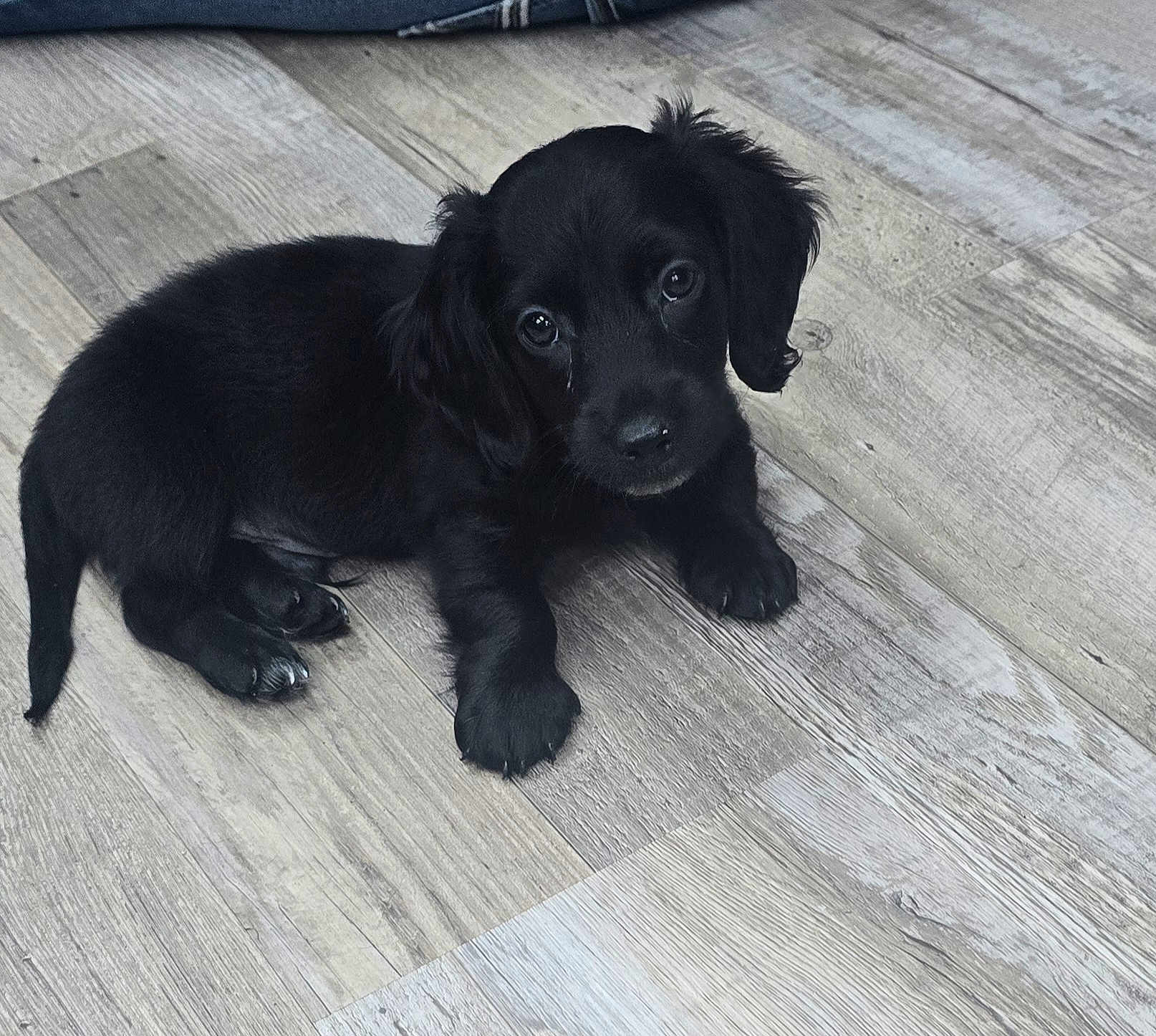 Hank joined the competition — help win amazing prizes! puppy, dog, black_dog, pet, animal, floor, wood_floor, cute, young_dog, indoor, looking_up, fur, small, lying_down, adorable, canine, domestic_animal, eyes, paws, companion