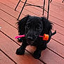 puppy, dog, black_dog, bubble_wand, outdoor, wooden_deck, metal_chair, pet, animal, cute, playful, toy, canine, young_dog, sitting, looking_up, curious, black_fur, pet_accessory, deck_floor