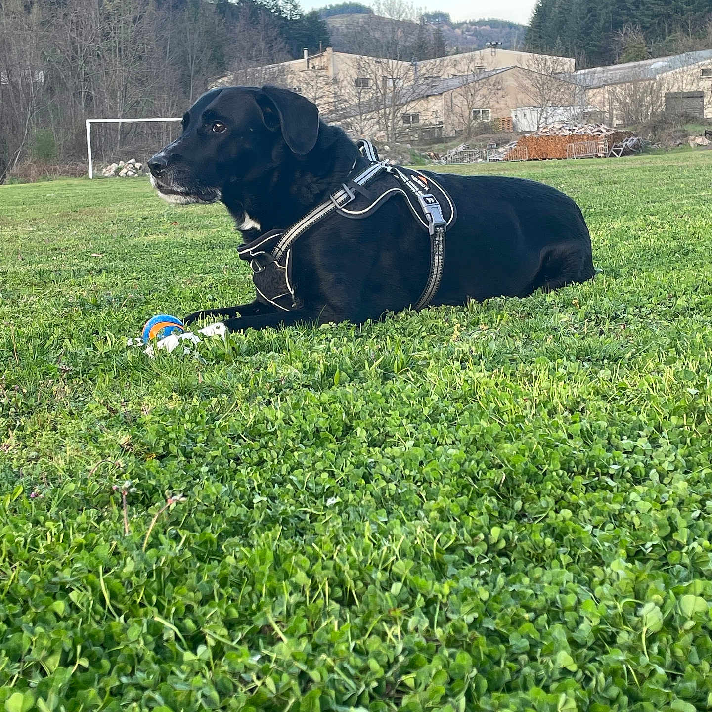 Hiro a rejoint le concours — aidez-le/la à gagner de superbes lots ! animal, ball, canine, dog, field, grass, grassland, green, nature, outdoors, park, pet, plant, puppy, rock, sport, tennis, tennisball, tree, vegetation