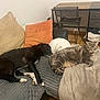 animal, architecture, bed, bedroom, building, canine, cat, chair, couch, cushion, dog, furniture, homedecor, indoors, interiordesign, livingroom, pet, pillow, room, table
