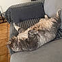 animal, armchair, cat, chair, chaise, couch, cushion, furniture, homedecor, indoors, interiordesign, manx, person, pet, pillow, sleeping
