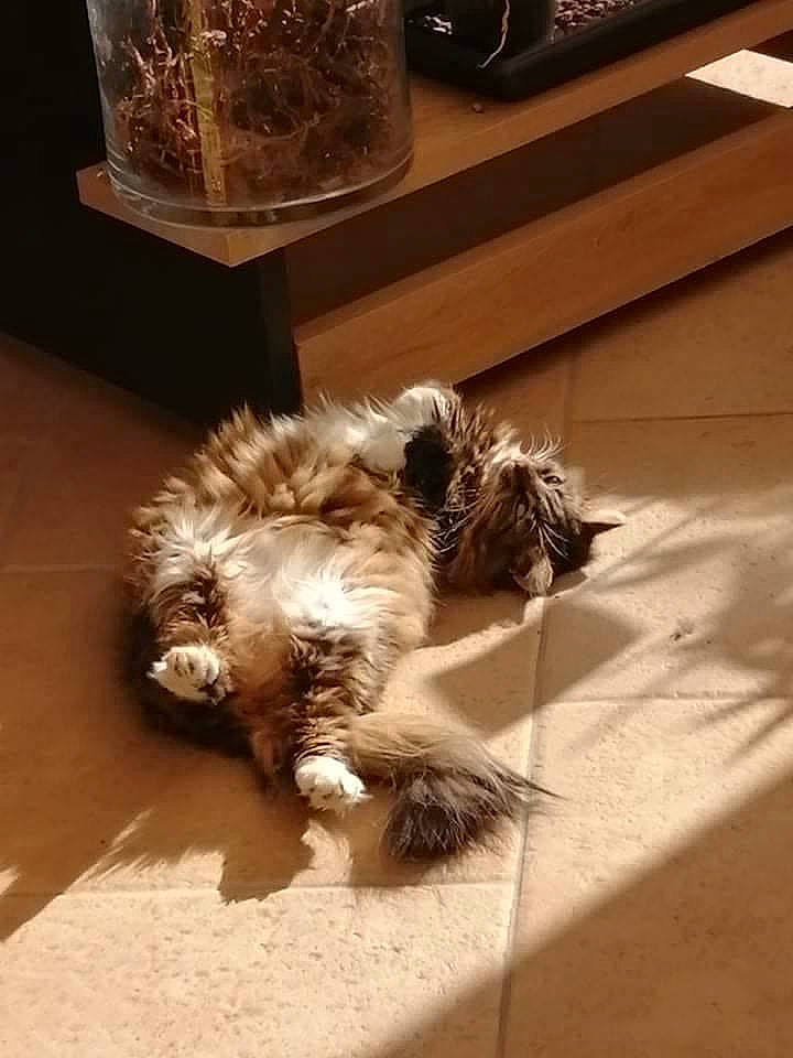 Perle a rejoint le concours — aidez-le/la à gagner de superbes lots ! canidae, carnivore, companion_dog, dog, dog_breed, fawn, felidae, flooring, fur, hardwood, liver, small_to_medium_sized_cats, snout, sporting_group, tail, terrestrial_animal, terrier, toy_dog, whiskers, working_animal