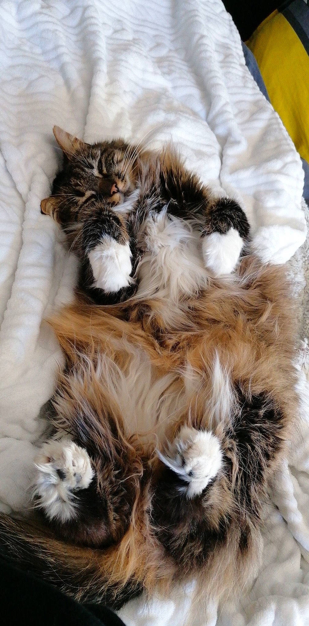 Perle a rejoint le concours — aidez-le/la à gagner de superbes lots ! carnivore, cat, claw, comfort, dog_breed, fashion_accessory, fawn, felidae, fur, hat, liver, maine_coon, natural_material, paw, plant, small_to_medium_sized_cats, snout, tail, terrestrial_animal, whiskers