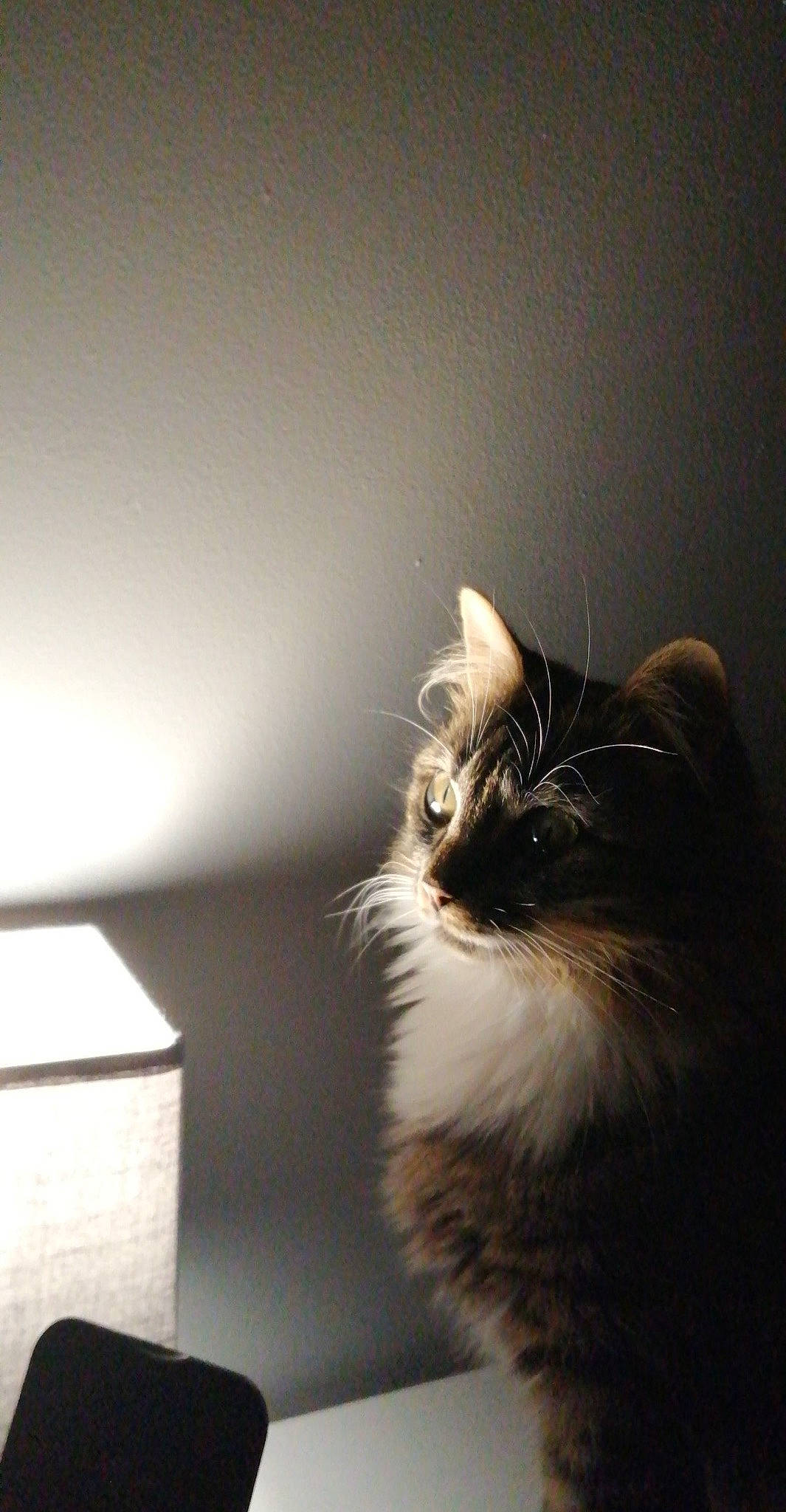 Perle participe au concours pour gagner de l'argent avec cette photo : carnivore, cat, darkness, felidae, flash_photography, fur, macro_photography, monochrome, monochrome_photography, shadow, small_to_medium_sized_cats, snout, still_life_photography, tail, tints_and_shades, whiskers, wood