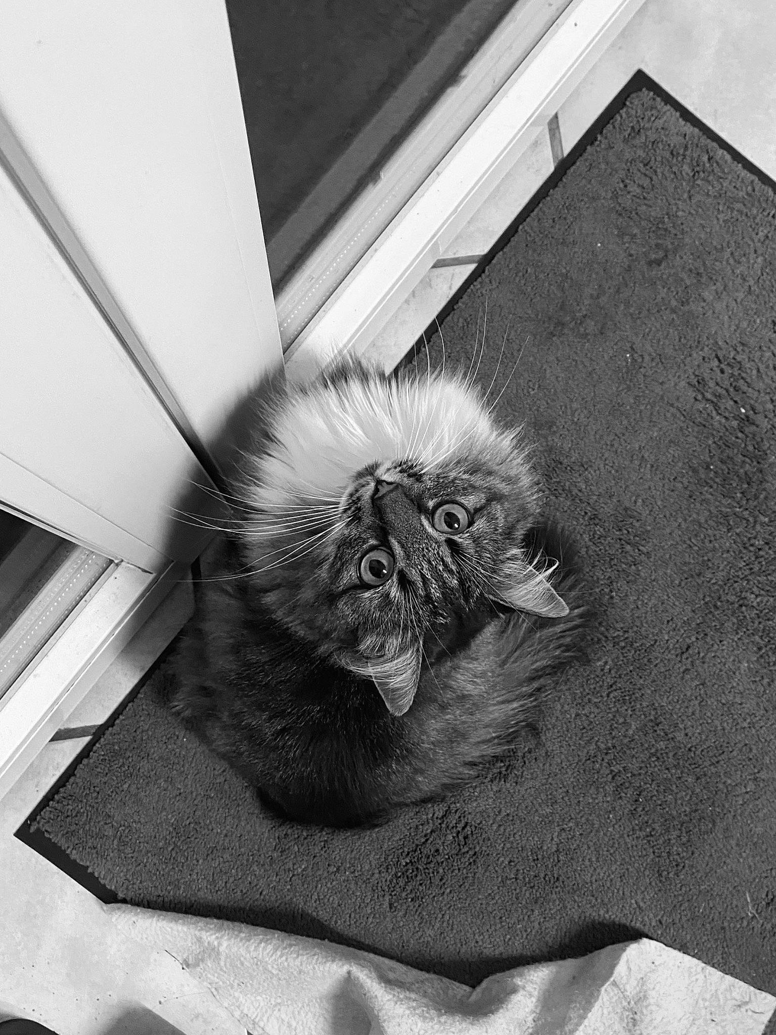 Perle participe au concours pour gagner de l'argent avec cette photo : black, black_and_white, carnivore, cat, comfort, domestic_short_haired_cat, fang, felidae, fur, grey, line, monochrome, monochrome_photography, paw, small_to_medium_sized_cats, snout, style, tail, whiskers, white