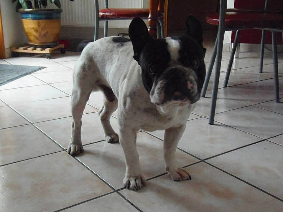 Ary a rejoint le concours — aidez-le/la à gagner de superbes lots ! boston_terrier, bulldog, carnivore, chair, companion_dog, dog, dog_breed, fawn, floor, flooring, flowerpot, hardwood, houseplant, plant, snout, tail, toy_dog, whiskers, window, working_animal