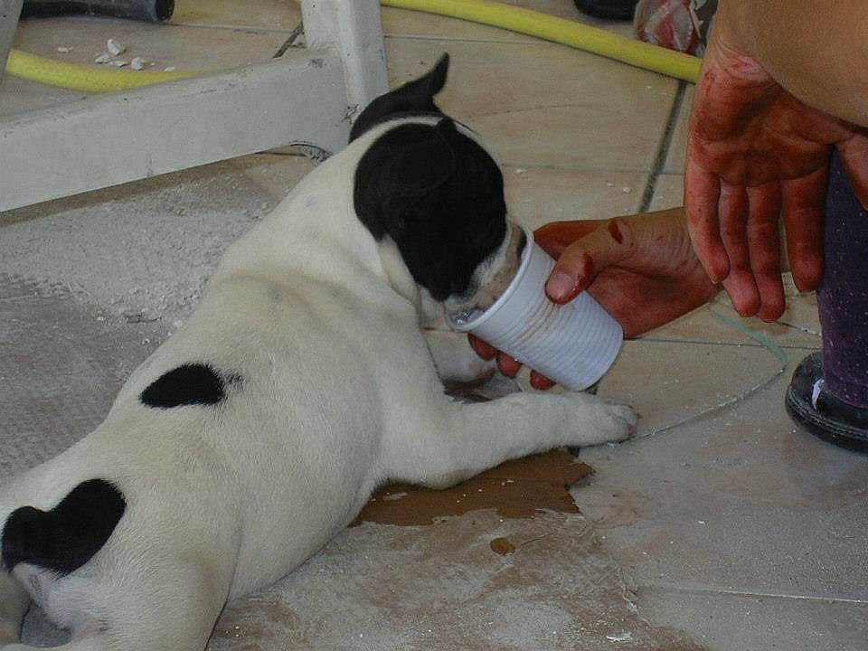 Ary a rejoint le concours — aidez-le/la à gagner de superbes lots ! canidae, carmine, carnivore, collar, companion_dog, dog, dog_breed, dog_collar, dog_supply, fawn, flooring, fur, human_leg, non_sporting_group, paw, pet_supply, sporting_group, tail, thumb, working_animal