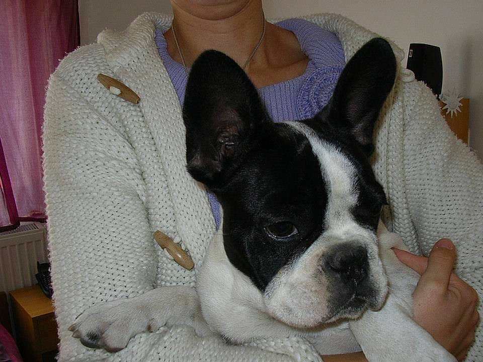 Ary participe au concours pour gagner de l'argent avec cette photo : boston_terrier, canidae, carnivore, comfort, companion_dog, curtain, dog, dog_breed, ear, fawn, french_bulldog, fur, organ, snout, sporting_group, terrestrial_animal, toy_dog, vertebrate, whiskers, working_animal