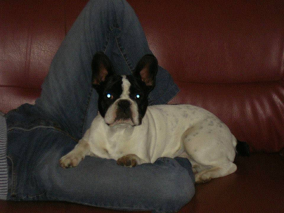 Ary a rejoint le concours — aidez-le/la à gagner de superbes lots ! bored, canidae, carnivore, comfort, companion_dog, couch, dog, dog_breed, ear, fawn, french_bulldog, hardwood, non_sporting_group, sleeper_chair, snout, sporting_group, terrestrial_animal, toy_dog, whiskers, working_animal