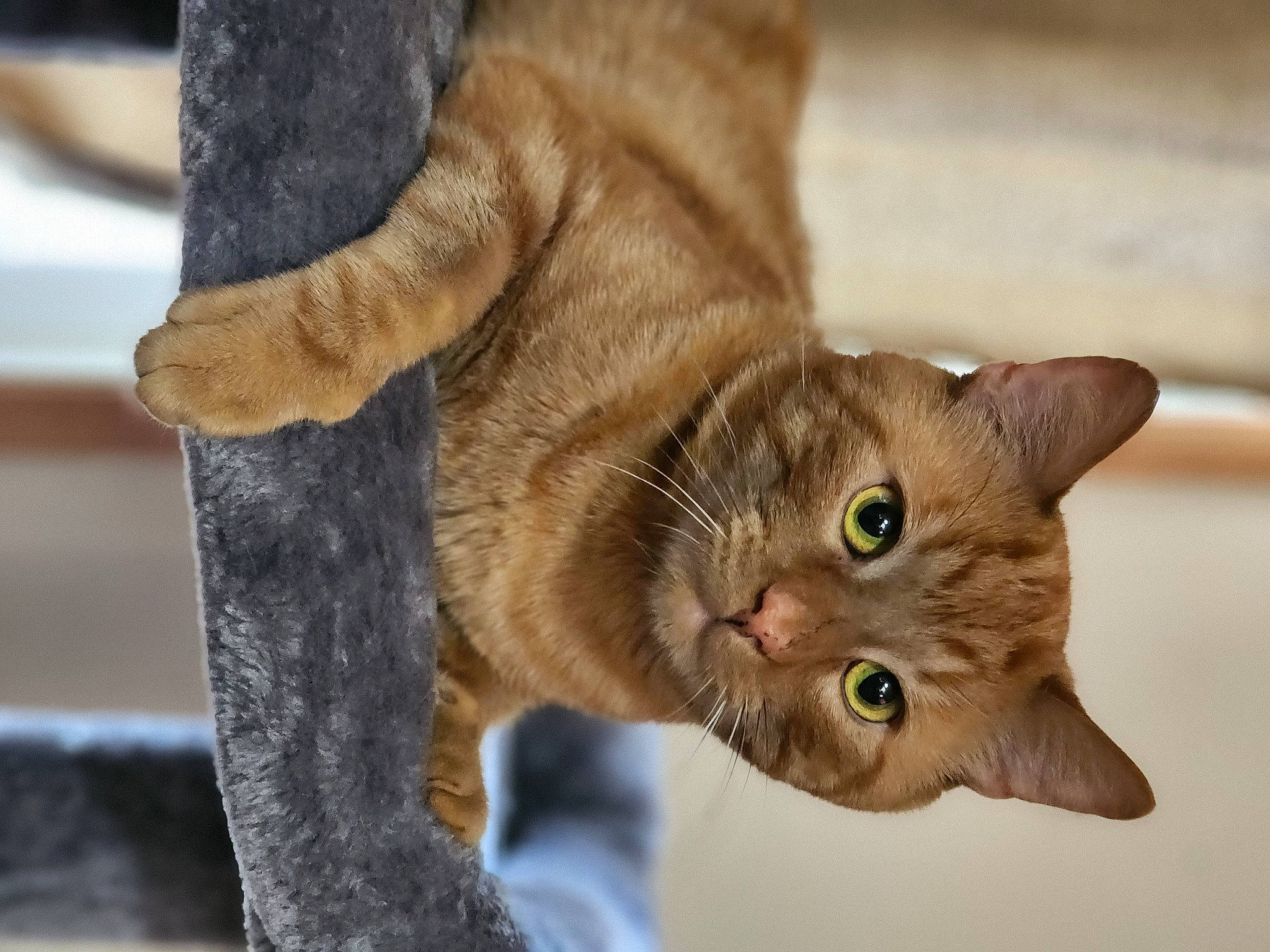 Charlie is registered to the contest to win money with this photo: carnivore, cat, claw, domestic_short_haired_cat, ear, fawn, felidae, fur, paw, small_to_medium_sized_cats, snout, tail, terrestrial_animal, whiskers, wildlife, wood