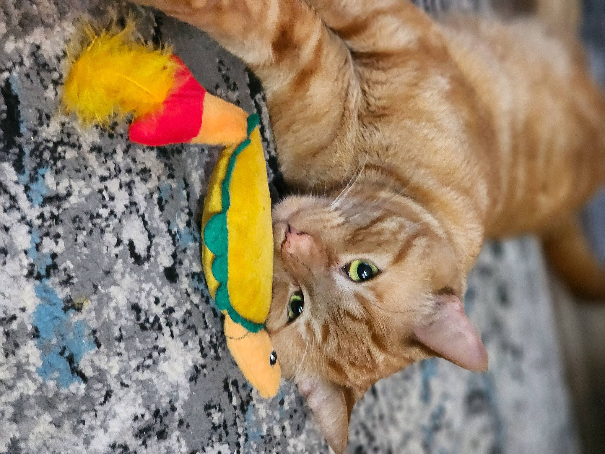 Charlie joined the competition — help win amazing prizes! canidae, carnivore, cat, cat_toy, claw, close_up, dog_breed, domestic_short_haired_cat, fawn, felidae, fur, paw, small_to_medium_sized_cats, snout, sporting_group, tail, terrestrial_animal, whiskers, wildlife, wood