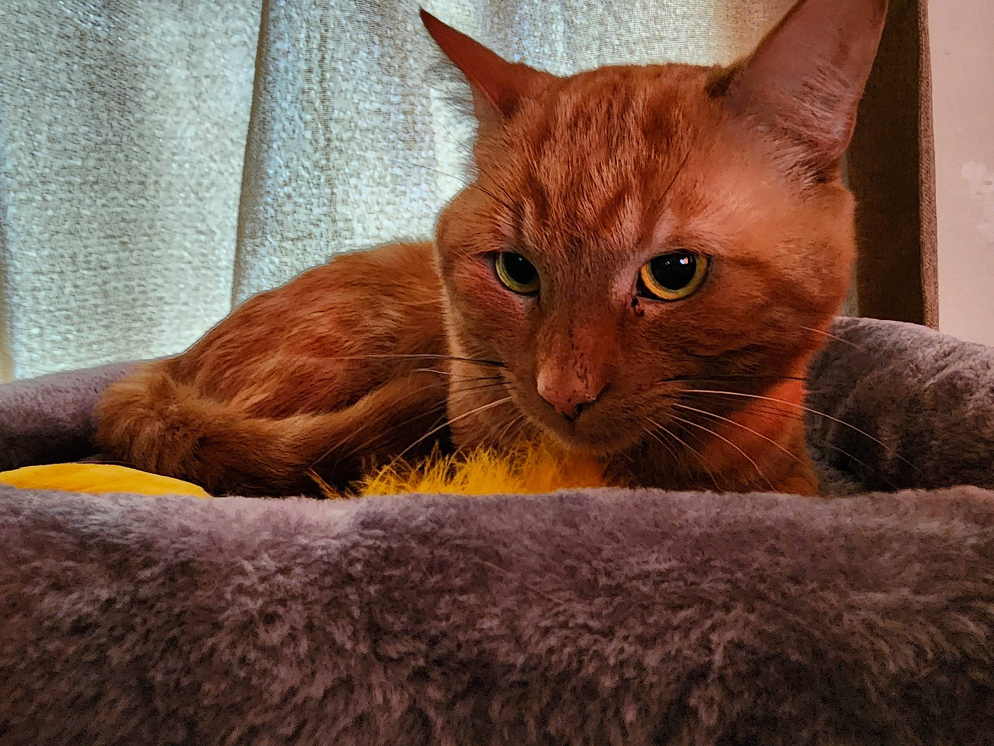 Charlie joined the competition — help win amazing prizes! carnivore, cat, cat_bed, cat_supply, claw, comfort, domestic_short_haired_cat, fawn, felidae, fur, paw, pet_supply, small_to_medium_sized_cats, snout, tail, terrestrial_animal, whiskers, window