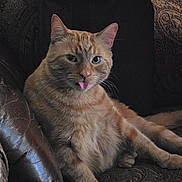 Charlie is registered to the contest to win money with this photo: cat, ginger_cat, tongue_out, pet, indoor, couch, patterned_fabric, relaxed, playful, fur, whiskers, ears, animal, mammal, cute, seated, home, feline, resting, comfort