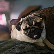 Willo is registered to the contest to win money with this photo: pug, dog, pet, animal, cute, tongue_out, sleepy, relaxed, cozy, blanket, indoor, close_up, portrait, furry, small_dog, domestic_animal, snout, ears, companion, resting