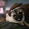 pug, dog, pet, animal, cute, tongue_out, sleepy, relaxed, cozy, blanket, indoor, close_up, portrait, furry, small_dog, domestic_animal, snout, ears, companion, resting