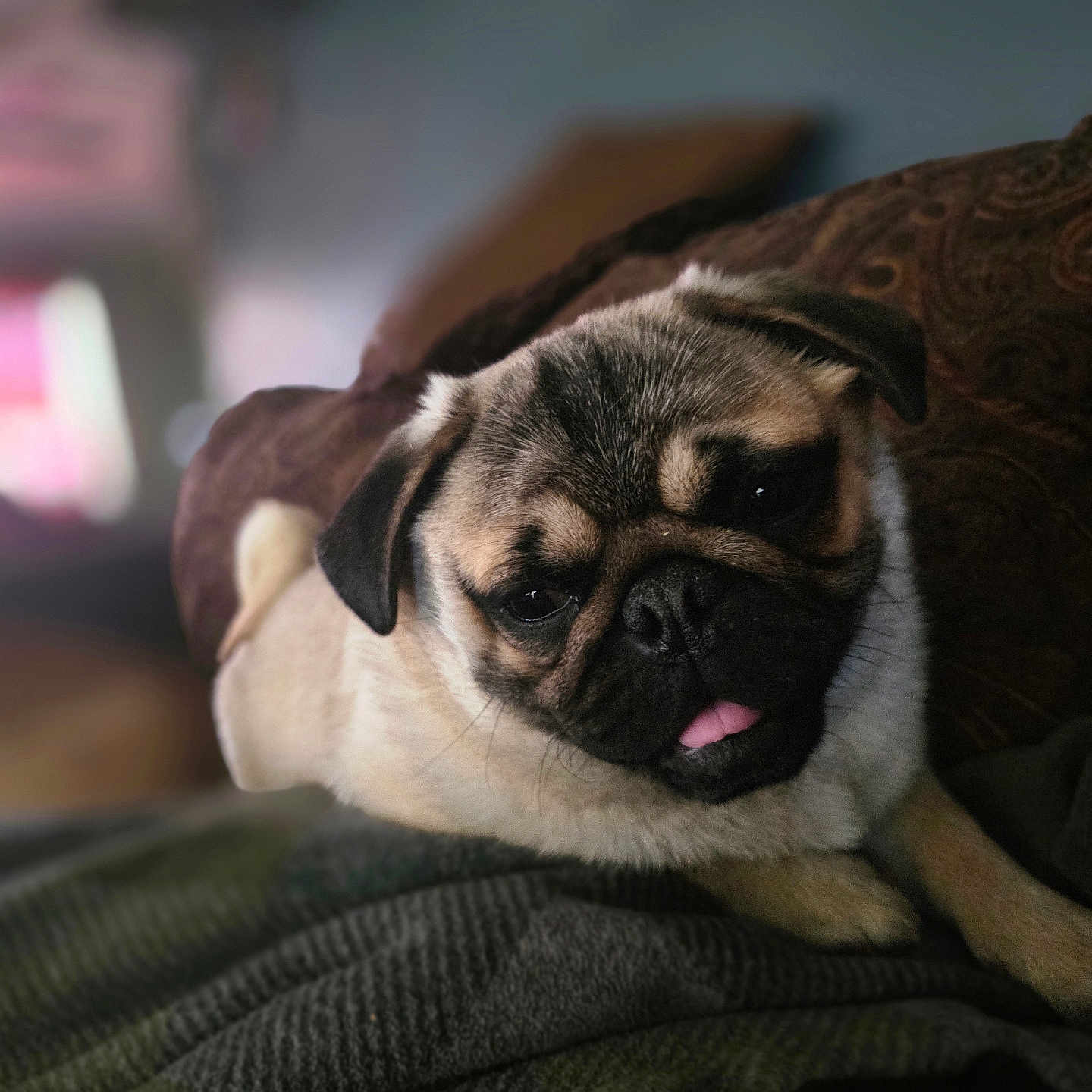 Willo is registered to the contest to win money with this photo: pug, dog, pet, animal, cute, tongue_out, sleepy, relaxed, cozy, blanket, indoor, close_up, portrait, furry, small_dog, domestic_animal, snout, ears, companion, resting