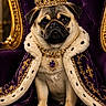 Willo joined the competition — help win amazing prizes! dog, pug, crown, cape, jewelry, purple, throne, royalty, portrait, animal, pet, luxury, fur, gold, decorative, seated, costume, majestic, expression, indoor