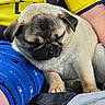 Willo joined the competition — help win amazing prizes! dog, pug, sleeping, pet, animal, lap, person, yellow_shirt, blue_shorts, fabric, fur, cute, resting, indoor, cozy, closeup, wrinkled_face, paw, comfort, seatbelt