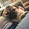 dog, pug, sleeping, pet, cozy, indoor, couch, furniture, hand, lap, relaxed, closeup, fur, animal, resting, home, comfort, portrait, canine, snuggly