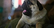 Willo joined the competition — help win amazing prizes! dog, pug, pet, animal, tongue_out, indoor, blanket, fur, cute, muzzle, portrait, resting, cozy, paw, face, expression, domestic, blurred_background, relaxed, companion