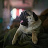 dog, pug, pet, animal, tongue_out, indoor, blanket, fur, cute, muzzle, portrait, resting, cozy, paw, face, expression, domestic, blurred_background, relaxed, companion