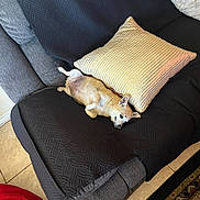 Loo Loo joined the competition — help win amazing prizes! dog, couch, pillow, quilt, tile_floor, indoor, resting, small_dog, beige_dog, cozy, relaxing, furniture, home, pet, nap, domestic, blanket, living_room, floor, comfort