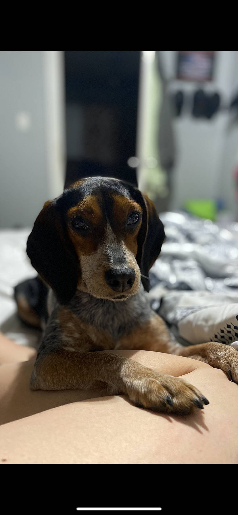 May is registered to the contest to win money with this photo: beagle, canidae, carnivore, comfort, companion_dog, dog, dog_breed, hound, hunting_dog, scent_hound, sporting_group, terrestrial_animal, whiskers, working_animal, working_dog