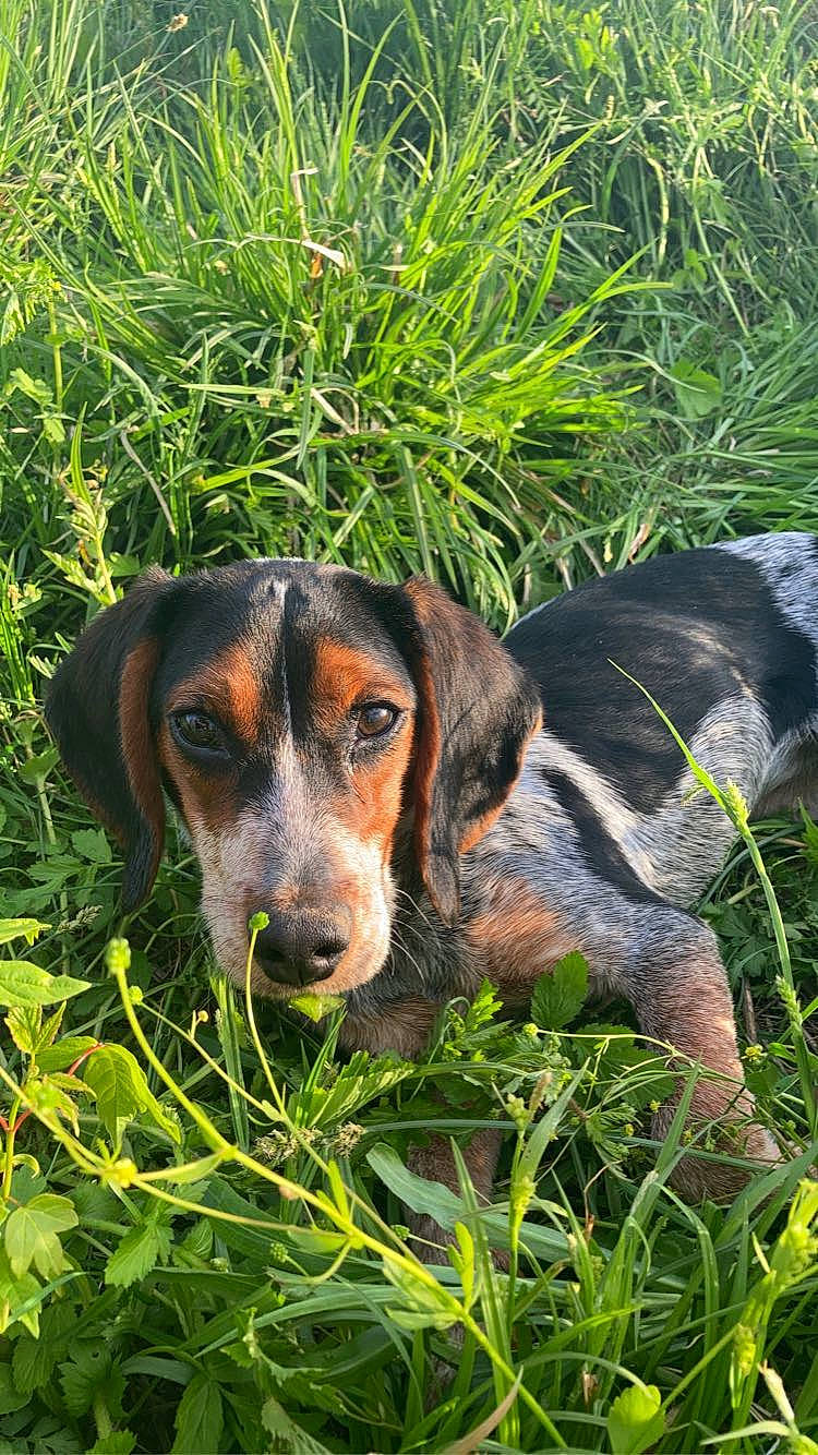 May joined the competition — help win amazing prizes! canidae, carnivore, companion_dog, dog, dog_breed, fawn, grass, grass_family, groundcover, herb, hound, liver, plant, snout, sporting_group, tennis_ball, terrestrial_animal, whiskers, working_animal, working_dog