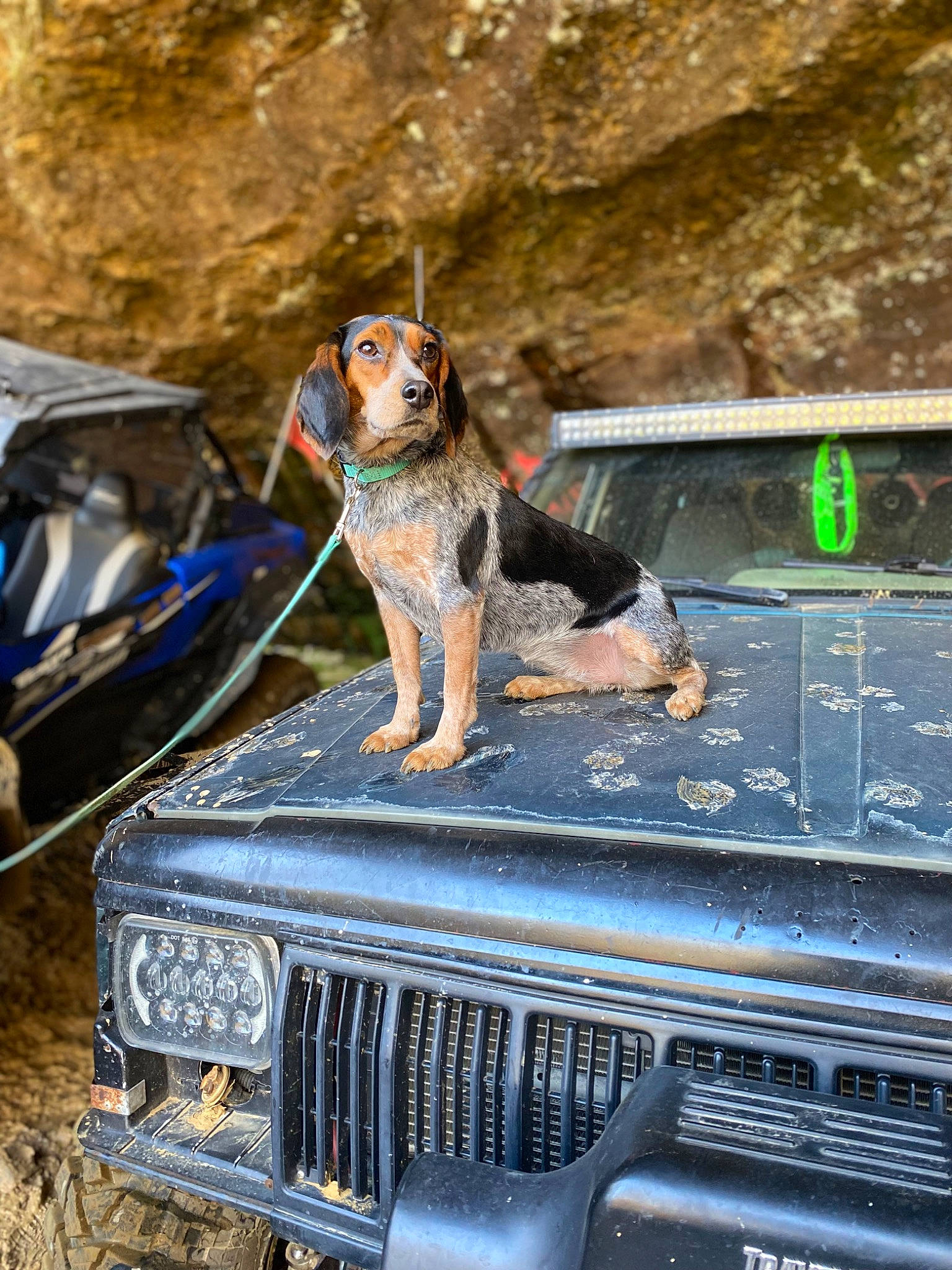 May joined the competition — help win amazing prizes! auto_part, automotive_design, automotive_exterior, automotive_lighting, automotive_tire, bumper, car, carnivore, dog, fender, gas, grille, hardtop, headlamp, hood, motor_vehicle, vehicle, vehicle_door, windscreen_wiper, windshield