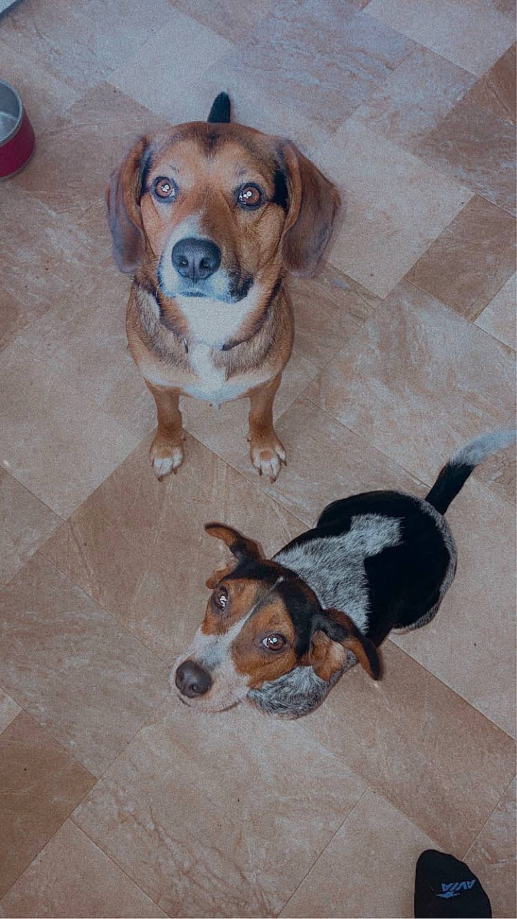 May is registered to the contest to win money with this photo: beaglier, canidae, carnivore, chair, collar, companion_dog, dog, dog_breed, dog_supply, fawn, flooring, hunting_dog, pet_supply, scent_hound, snout, sporting_group, tail, working_animal, working_dog