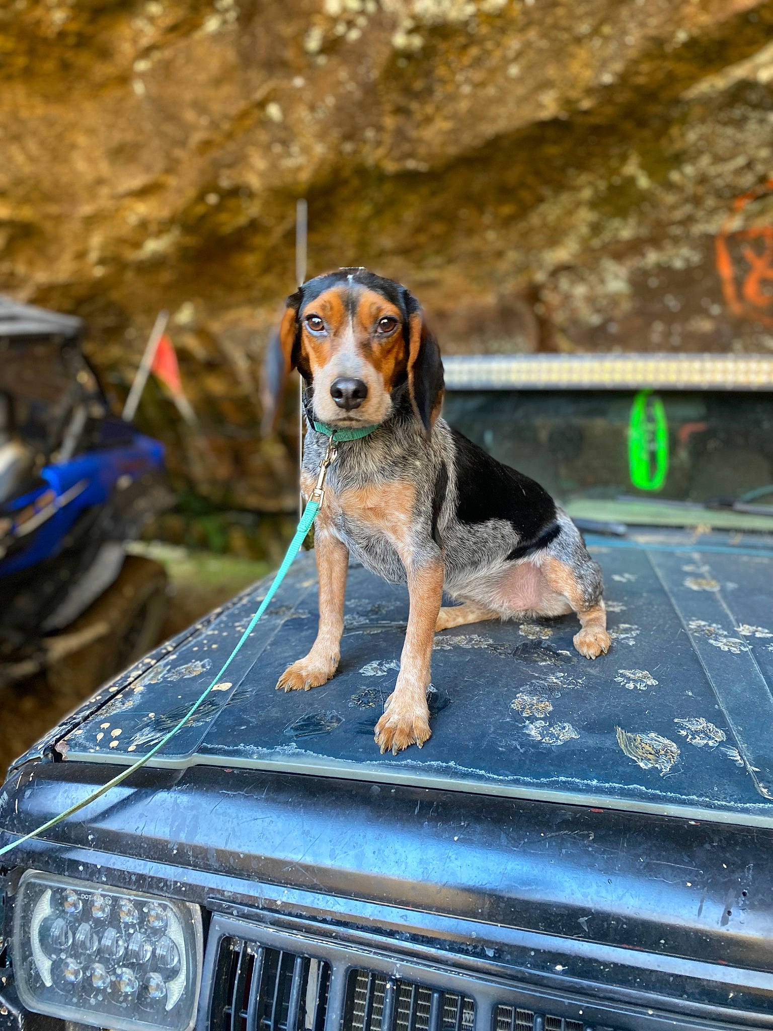 May joined the competition — help win amazing prizes! automotive_design, automotive_exterior, automotive_lighting, bumper, car, carnivore, dog, dog_breed, fender, grille, headlamp, hood, motor_vehicle, plant, tire, vehicle, vehicle_door, wheel, windscreen_wiper, windshield