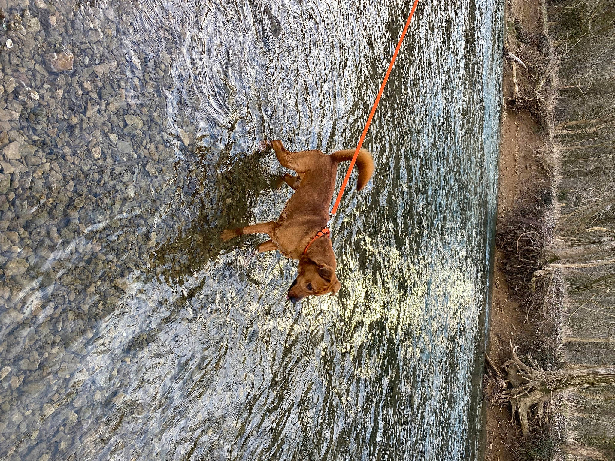 Ashen is registered to the contest to win money with this photo: art, asphalt, branch, concrete, grass, landscape, metal, road_surface, rock, rust, shadow, soil, terrestrial_animal, tree, trunk, twig, wildlife, wood