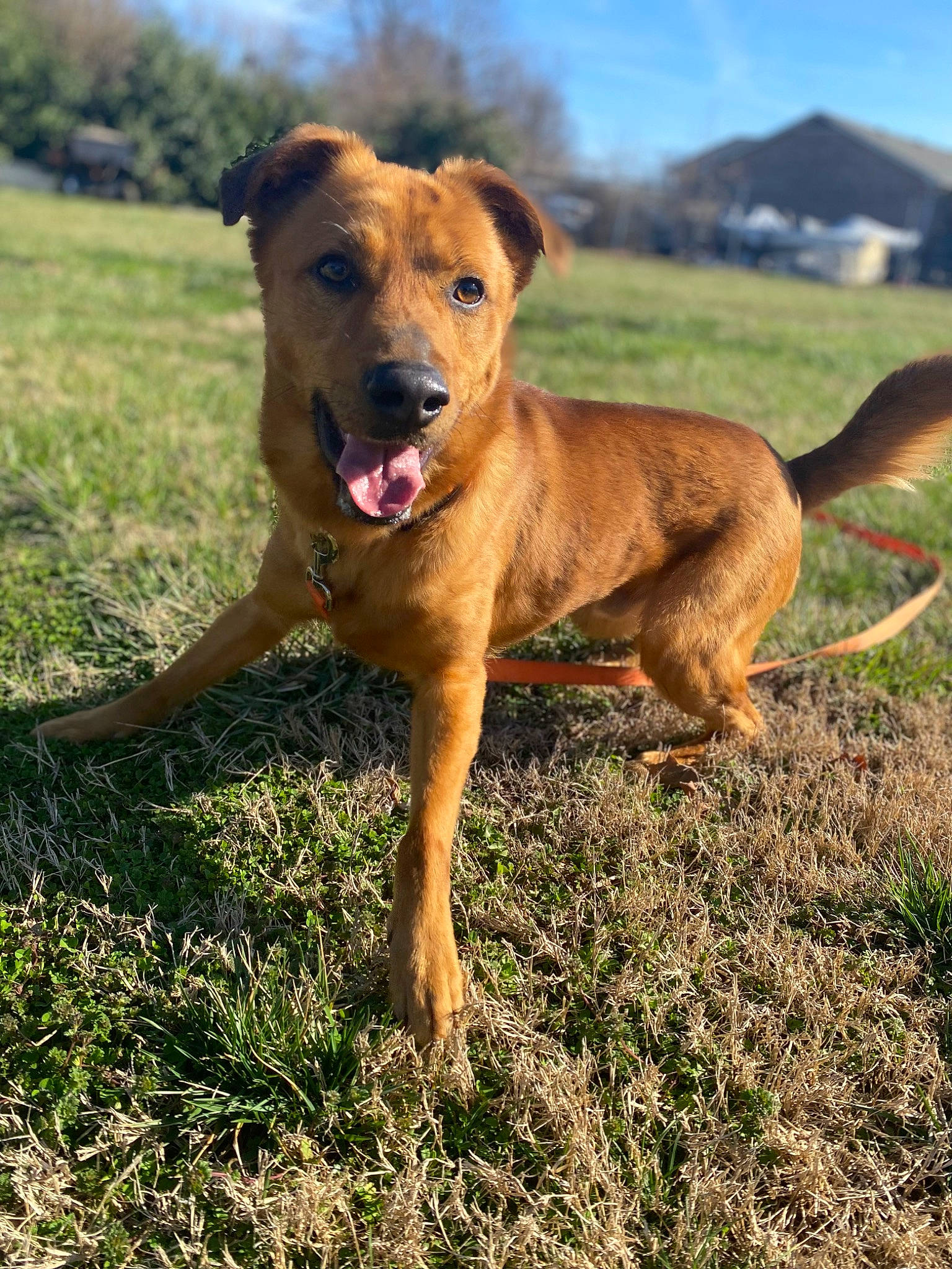 Ashen joined the competition — help win amazing prizes! canidae, carnivore, cloud, collar, companion_dog, dog, dog_breed, fawn, grass, grassland, landscape, liver, plant, prairie, sky, snout, sporting_group, street_dog, tail, working_animal