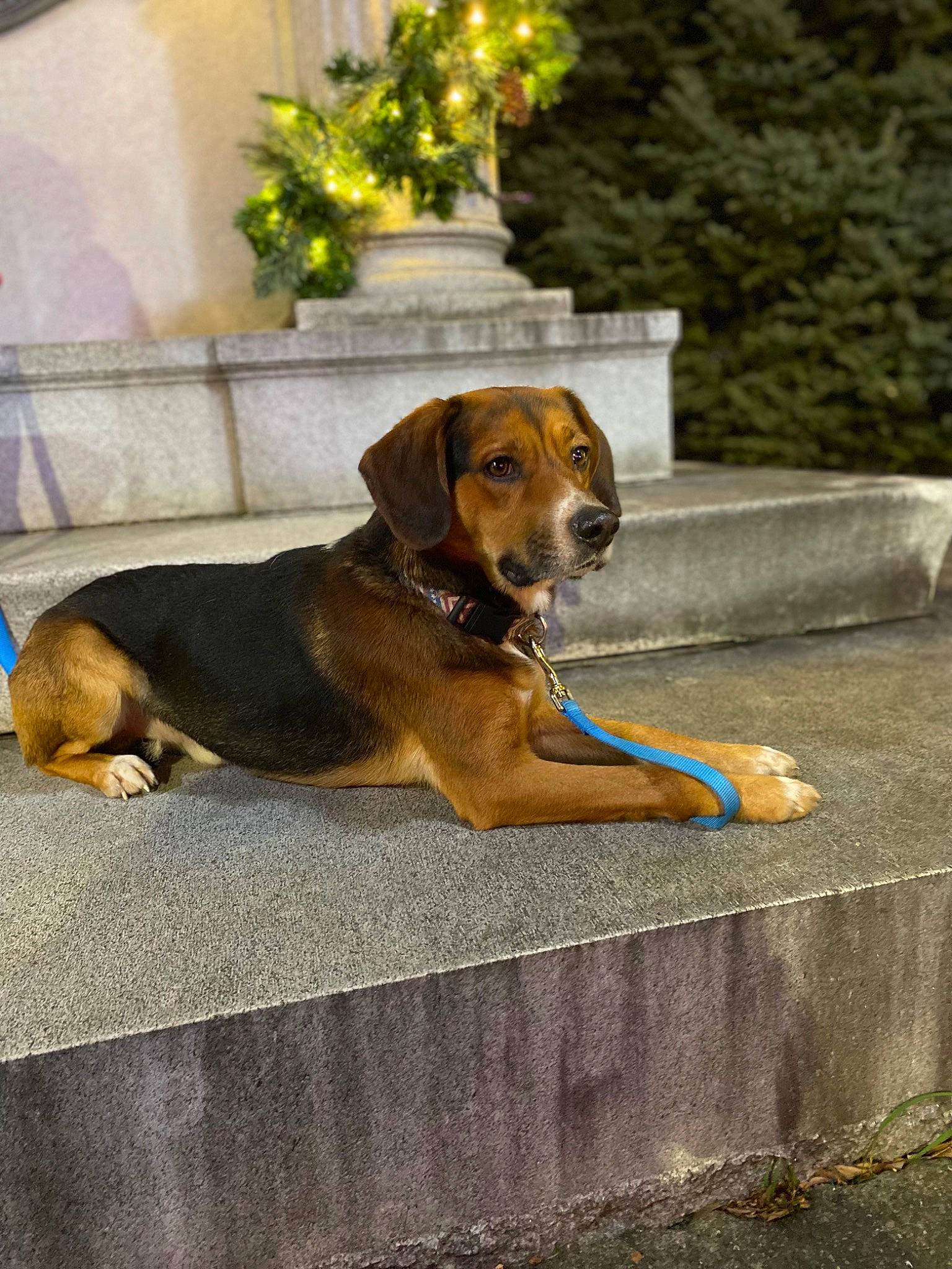 Ace is registered to the contest to win money with this photo: canidae, carnivore, collar, companion_dog, dog, dog_breed, dog_collar, fawn, flower, hound, leash, mammal, pet_supply, plant, scent_hound, snout, sporting_group, tail, vertebrate, working_animal