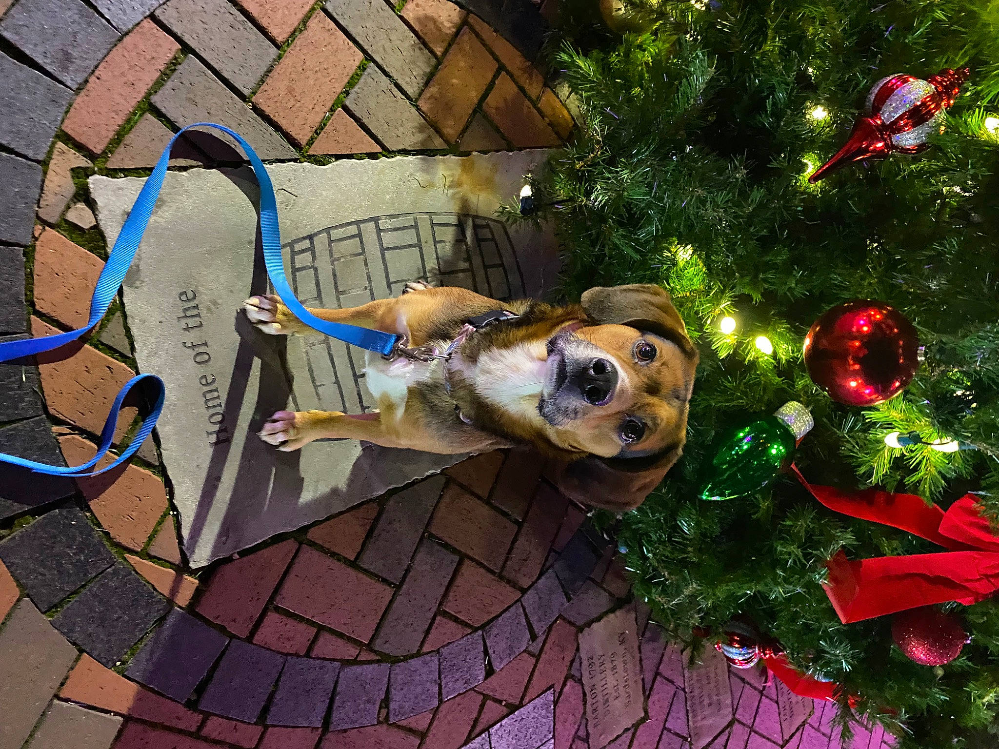 Ace is registered to the contest to win money with this photo: art, brick, brickwork, christmas, christmas_decoration, christmas_ornament, christmas_tree, cobblestone, event, evergreen, fawn, flagstone, grass, holiday, holiday_ornament, lawn_ornament, ornament, plant, road_surface, tree