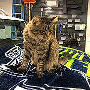 J J is registered to the contest to win money with this photo: cat, tabby_cat, blanket, car, garage, tools, cleaning_supplies, broom, ladder, sitting, furniture, indoor, pet, fur, striped, tail, quiet, resting, domestic_animal, feline