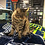 cat, tabby_cat, blanket, car, garage, tools, cleaning_supplies, broom, ladder, sitting, furniture, indoor, pet, fur, striped, tail, quiet, resting, domestic_animal, feline
