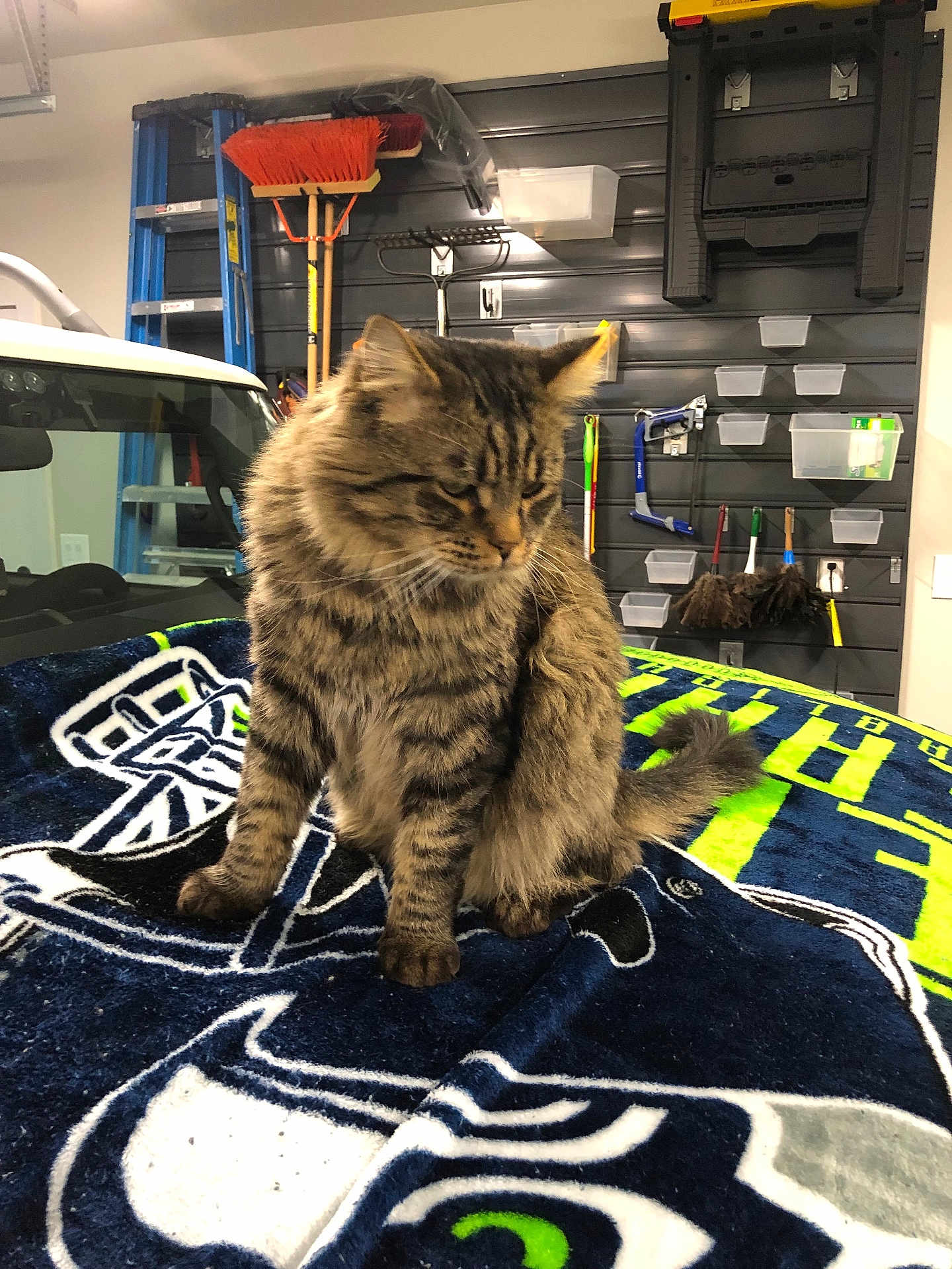 J J is registered to the contest to win money with this photo: cat, tabby_cat, blanket, car, garage, tools, cleaning_supplies, broom, ladder, sitting, furniture, indoor, pet, fur, striped, tail, quiet, resting, domestic_animal, feline