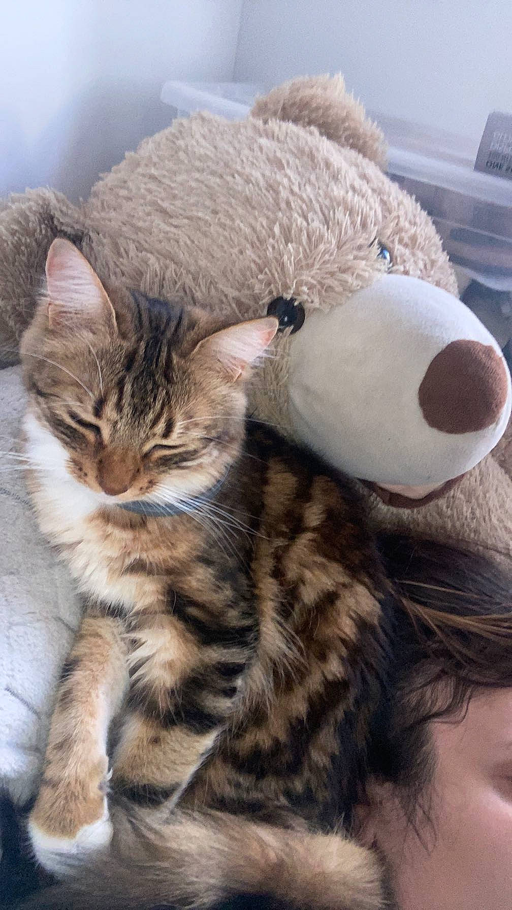Tia participe au concours pour gagner de l'argent avec cette photo : carnivore, cat, claw, comfort, domestic_short_haired_cat, fawn, felidae, fur, mammal, nap, paw, small_to_medium_sized_cats, snout, stuffed_toy, tail, teddy_bear, terrestrial_animal, toy, vertebrate, whiskers