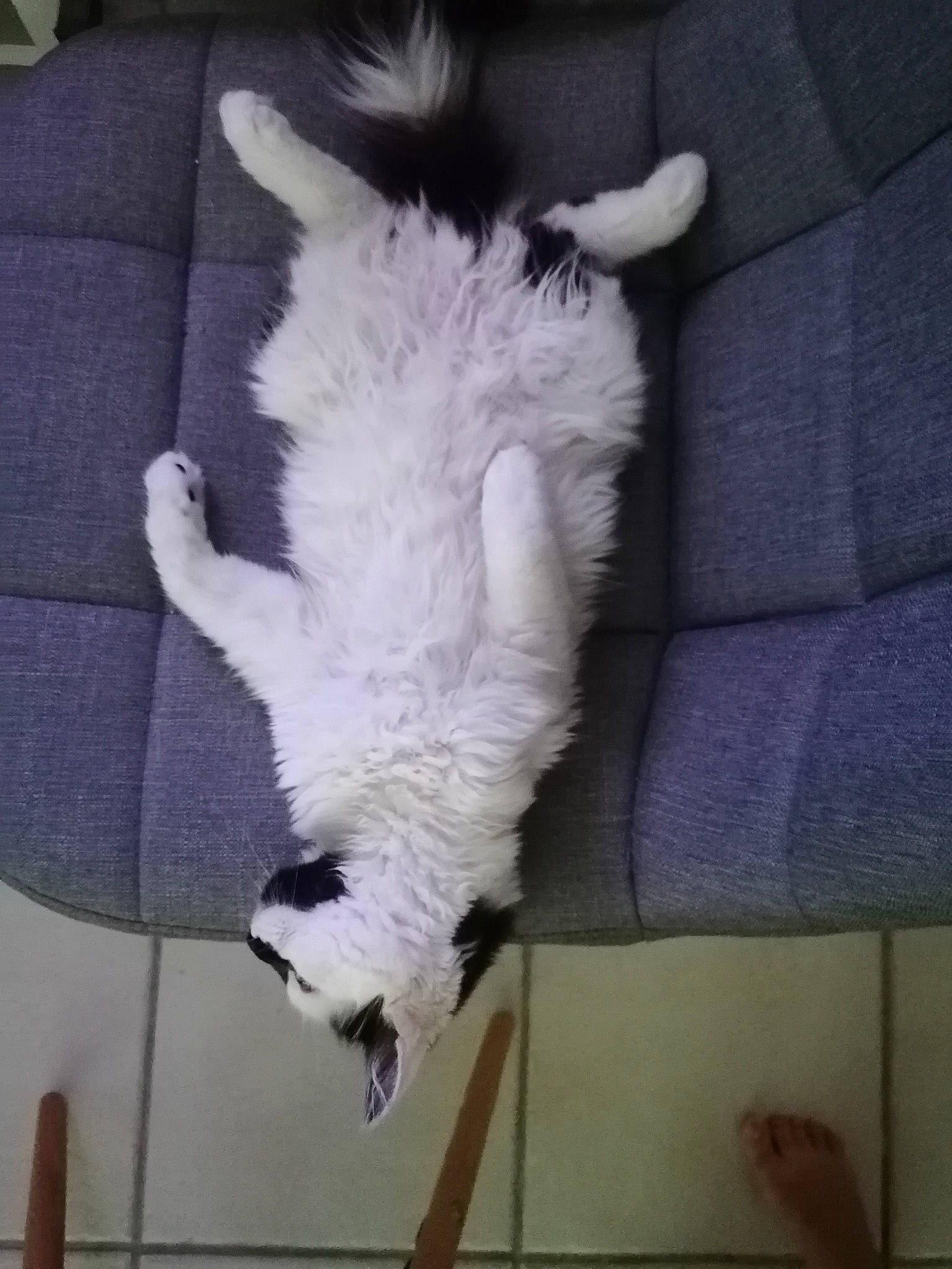 Zelda participe au concours pour gagner de l'argent avec cette photo : canidae, carnivore, cat, claw, comfort, companion_dog, couch, dog_breed, felidae, foot, fur, grey, linens, paw, room, small_to_medium_sized_cats, sporting_group, tail, textile, whiskers