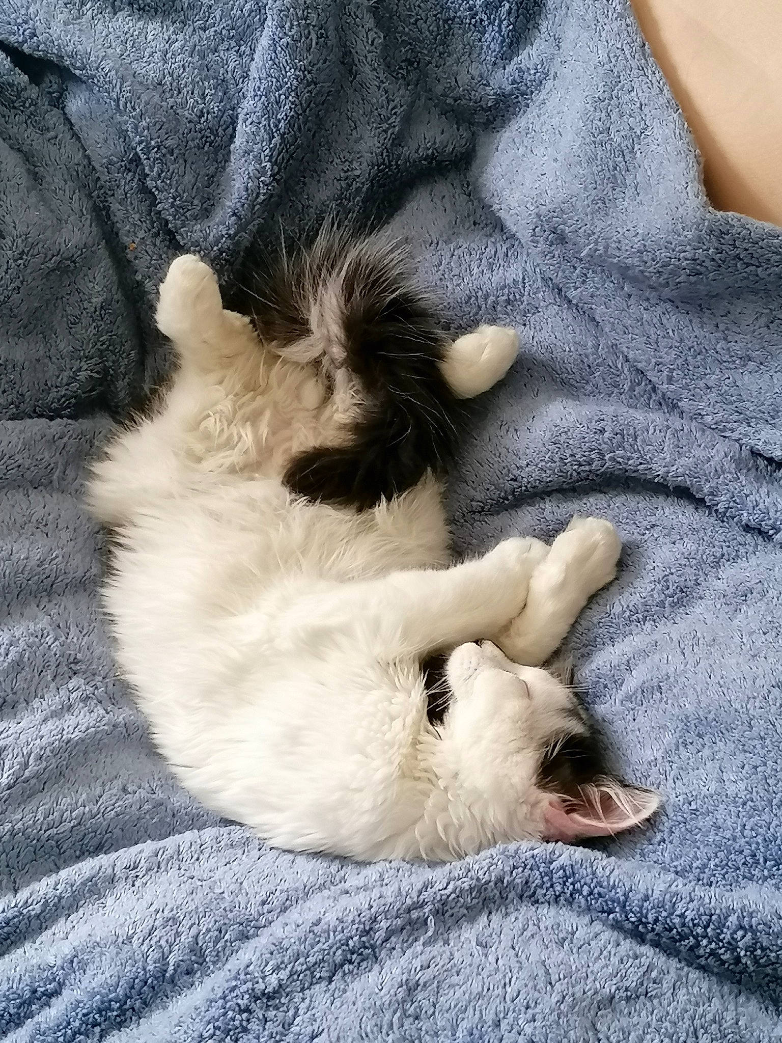 Zelda a rejoint le concours — aidez-le/la à gagner de superbes lots ! carnivore, claw, comfort, companion_dog, dog, dog_breed, felidae, foot, fur, gesture, golden_retriever, human_leg, paw, small_to_medium_sized_cats, tail, terrestrial_animal, toe, whiskers