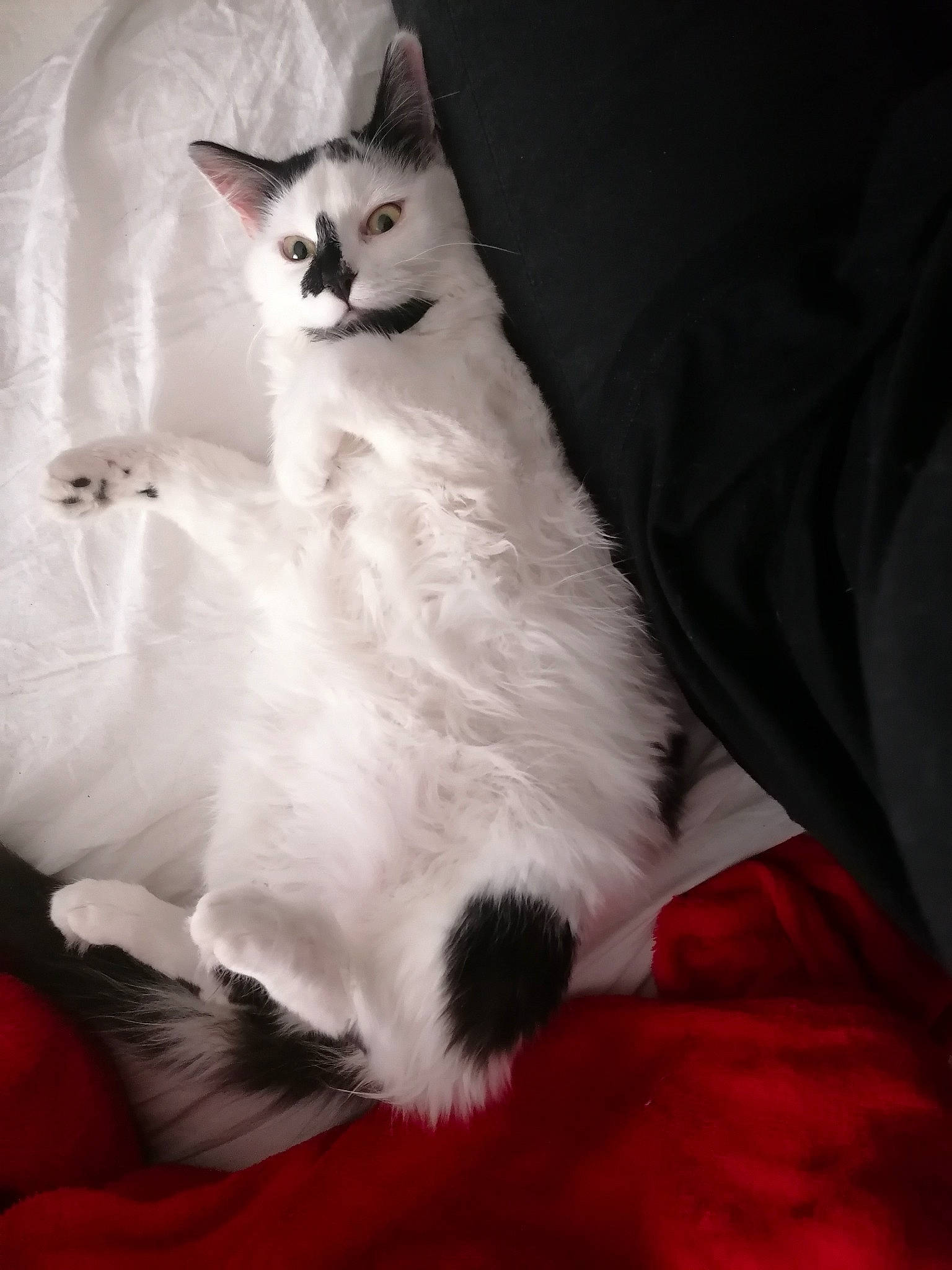 Zelda a rejoint le concours — aidez-le/la à gagner de superbes lots ! carnivore, cat, claw, comfort, domestic_short_haired_cat, felidae, formal_wear, fur, paw, sitting, small_to_medium_sized_cats, snout, tail, whiskers