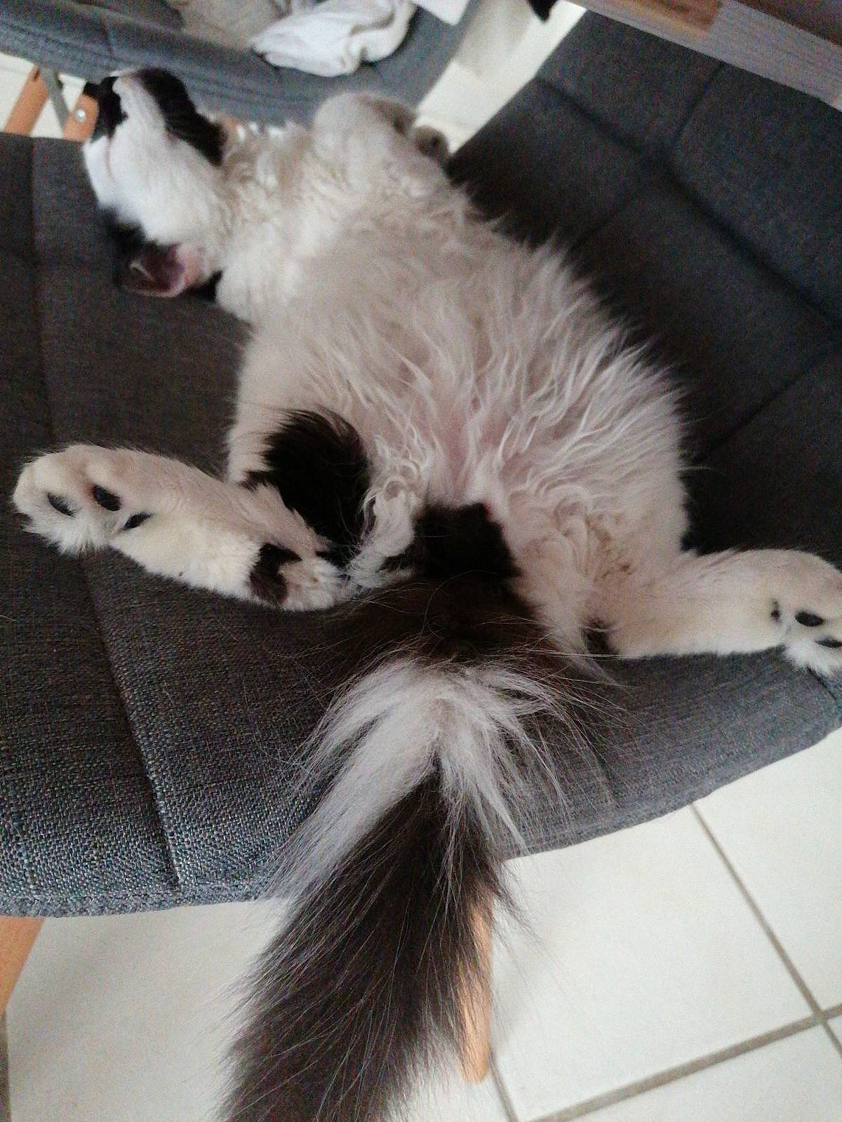 Zelda participe au concours pour gagner de l'argent avec cette photo : canidae, carnivore, cat, claw, comfort, companion_dog, felidae, fur, paw, small_to_medium_sized_cats, snout, tail, terrestrial_animal, whiskers